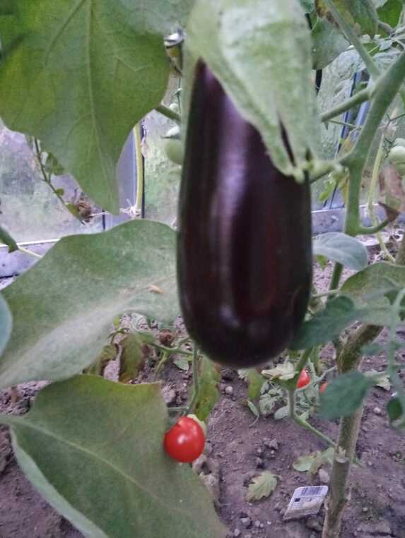 Druhá úroda ve skleníku-lilek