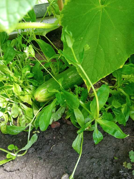 Druhá sklizeň ve skleníku-okurky