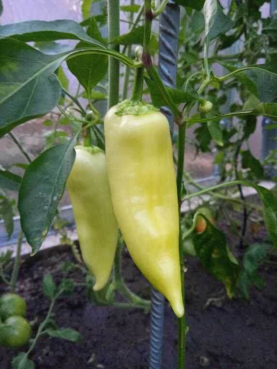 Druhá úroda ve skleníku-papriky