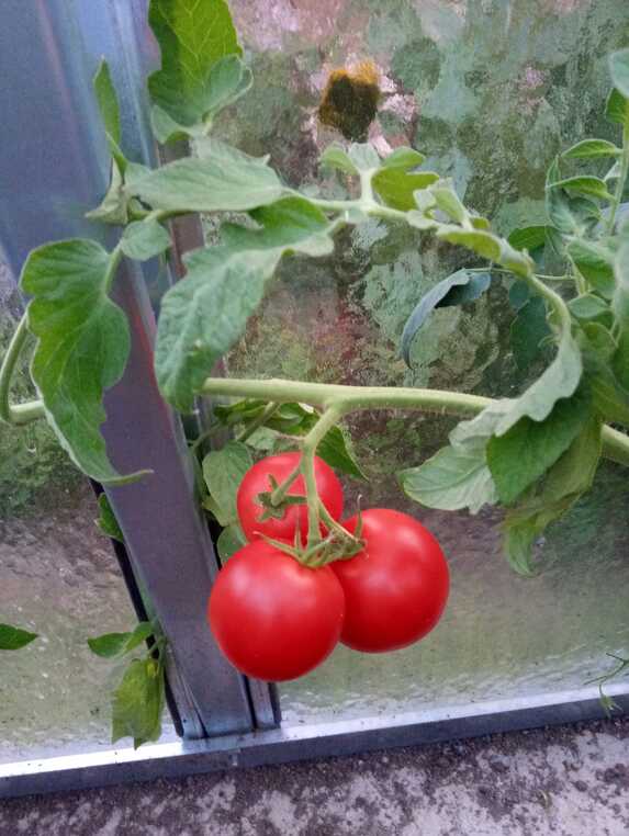 Druhá sklizeň ve skleníku-rajčata