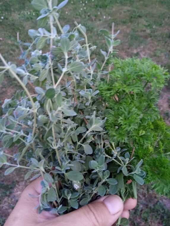 Majoránka, petržel