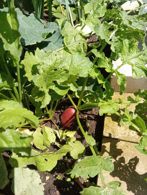 První sklizeň ve skleníku-ředkvičky-kedlubna