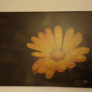 Měsíček po dešti