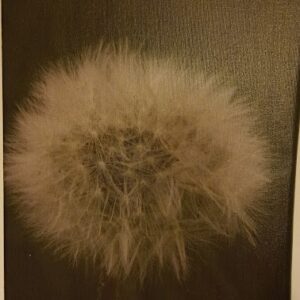 Pampeliškové chmýří