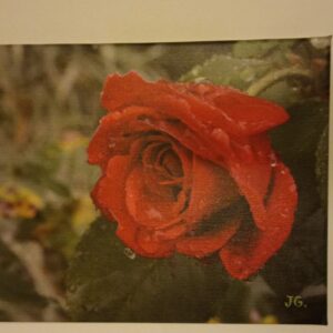 Červená růže po dešti