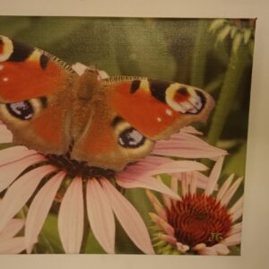 Motýl paví oko a echinacea